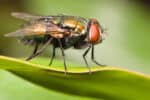 Blowfly - A-Z Animals