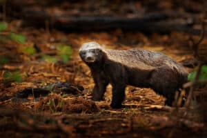 Watch an Invincible Honey Badger Shrug Off Deadly Venom From a Puff Adder Picture