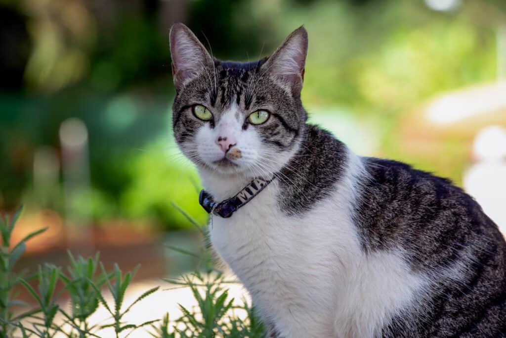 American wirehair outdoors