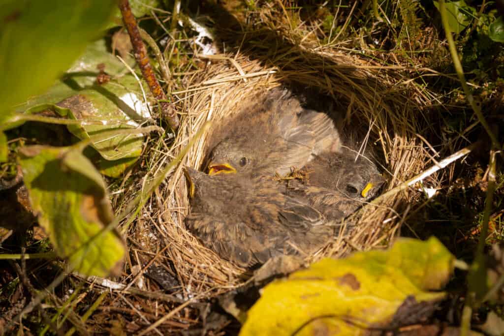 Dark-Eyed Junco