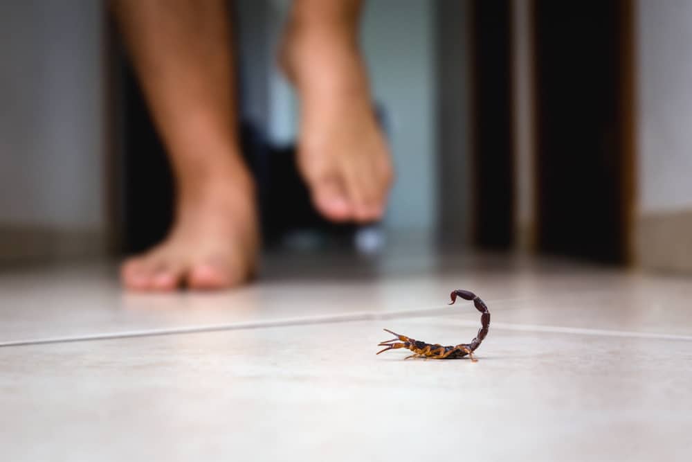 incredible scorpion facts