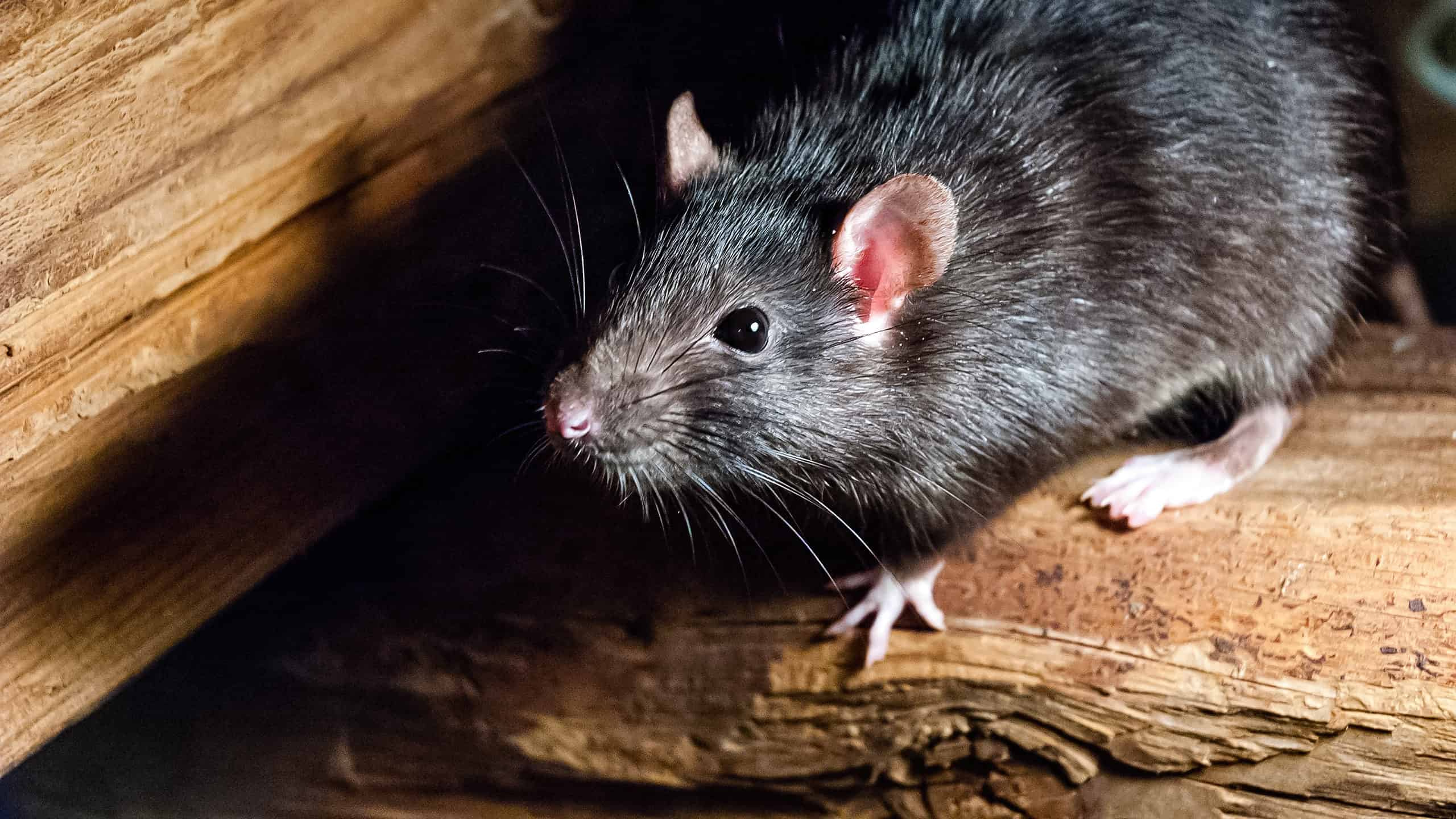 All-Natural Rat Poison Recipes  Rat poison, Homemade rat poison, Diy  mice repellent