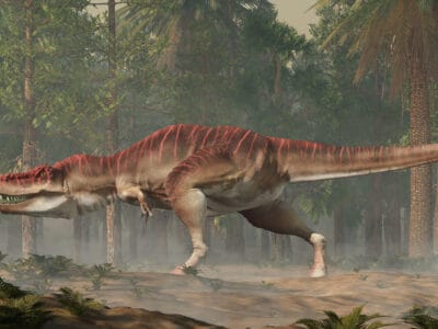 A Tarbosaurus bataar