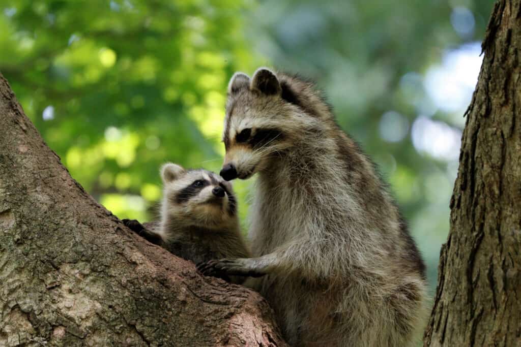 Mother,Raccoon,And,Her,Cub,On,A,Tree,In,The