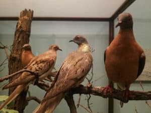 How Did the Carrier Pigeon (Passenger Pigeon) Go Extinct and When? Picture