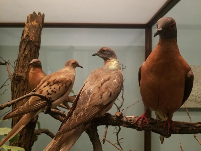 how-did-the-passenger-pigeon-go-extinct-and-when-a-z-animals