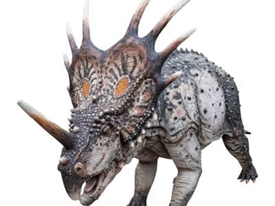 A Styracosaurus