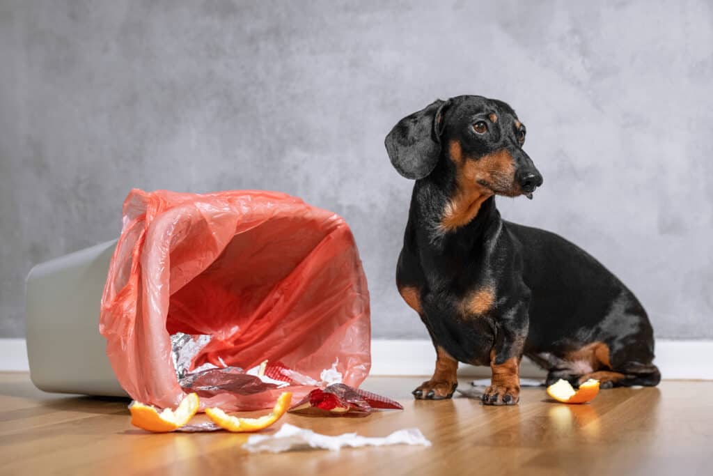 Dog with knocked over trash