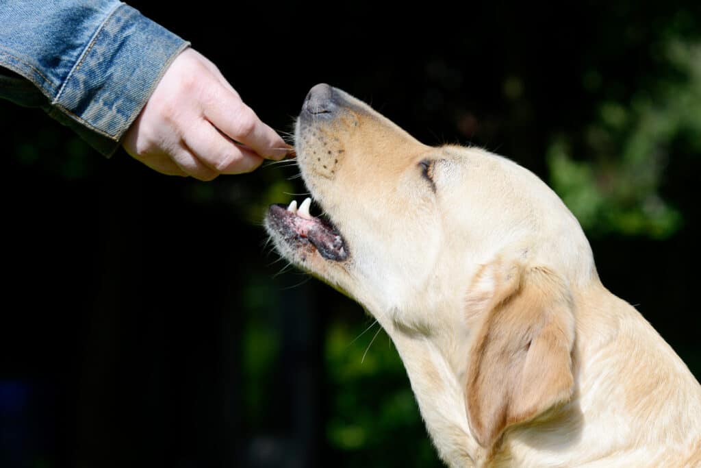 A yellow lab getting a treat