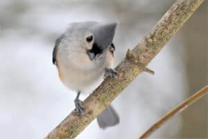 7 Birds That Spend Their Winters in Indiana Picture