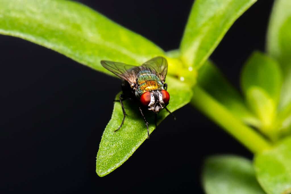 Bluebottle blowfly