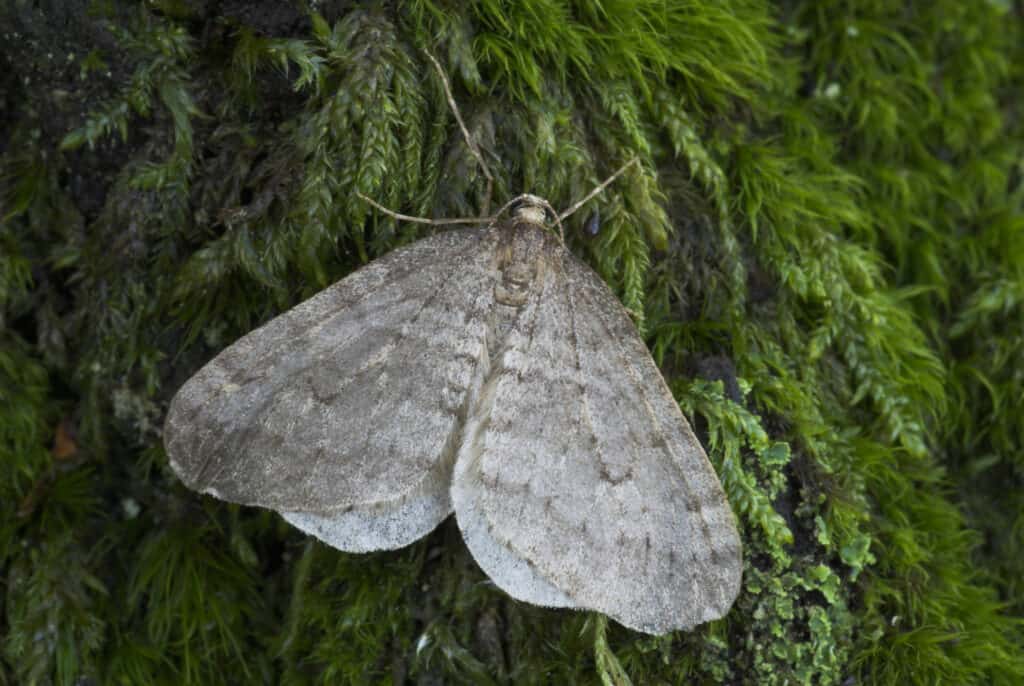 Winter Moth
