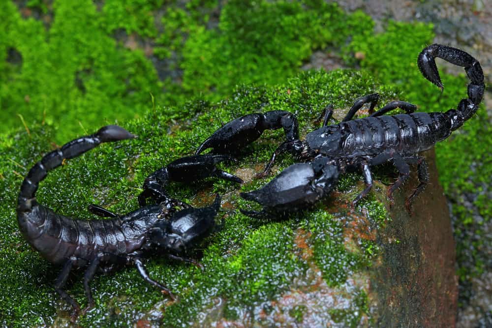 Image of the largest scorpion in the world, showcasing its impressive size.