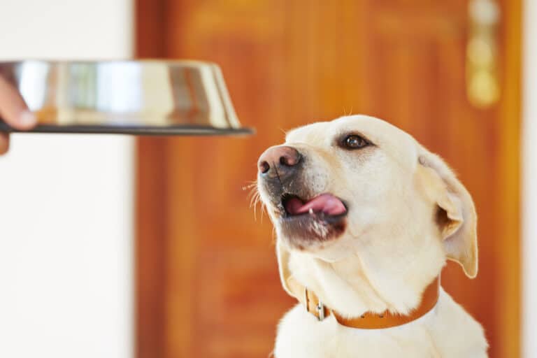 dog with food bowl