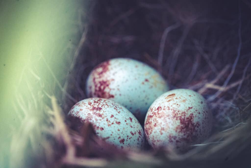 3 dark-eyed junco eggs in a nest