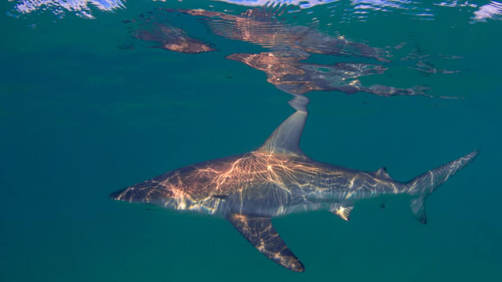 Dusky sharks can weigh as much as 400 pounds.