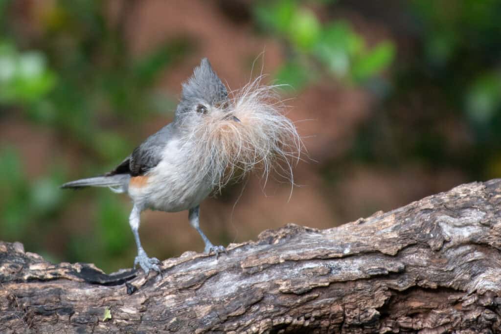tufted titmouse with fur for its nest