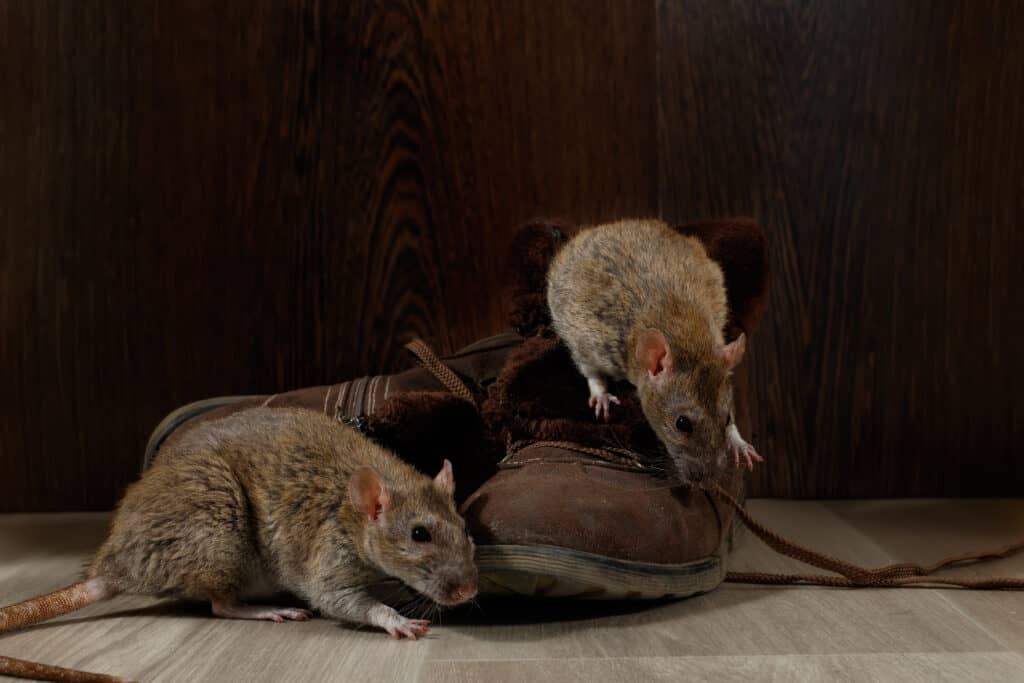 Two rats on a shoe