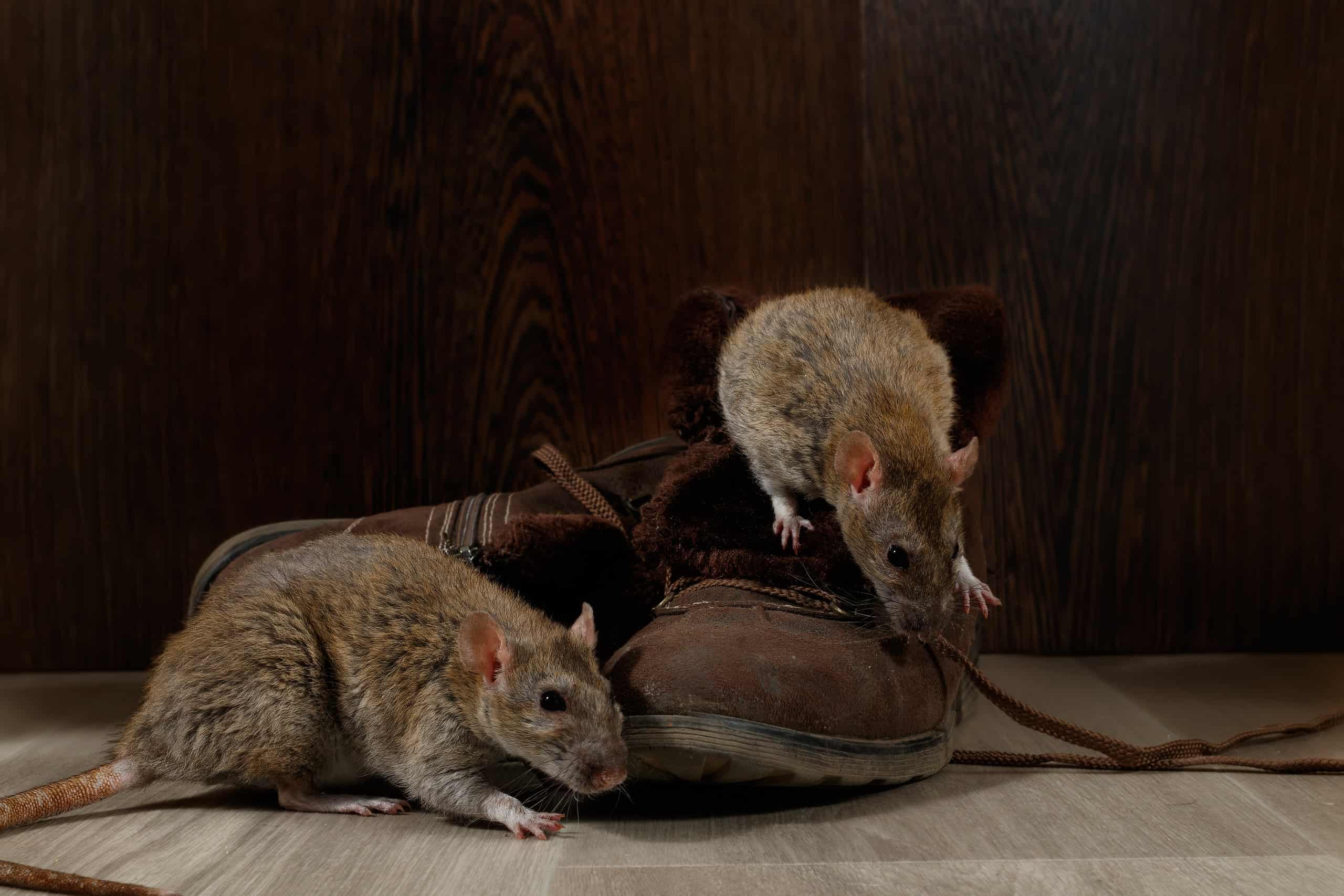 Серая крыса во сне. 2 Крысы рядом. Крыса на кухне. Две крысы возле стола.