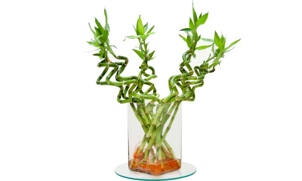 lucky bamboo is a very easy houseplant a propagate in water.