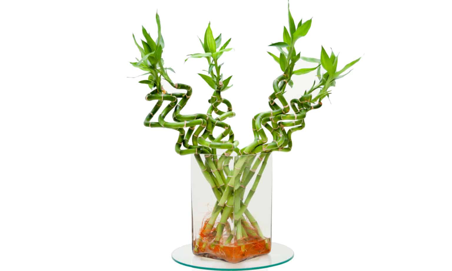 Lucky Bamboo vs Bamboo What’s the Difference? AZ Animals