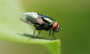 10 Incredible Fly Facts Picture
