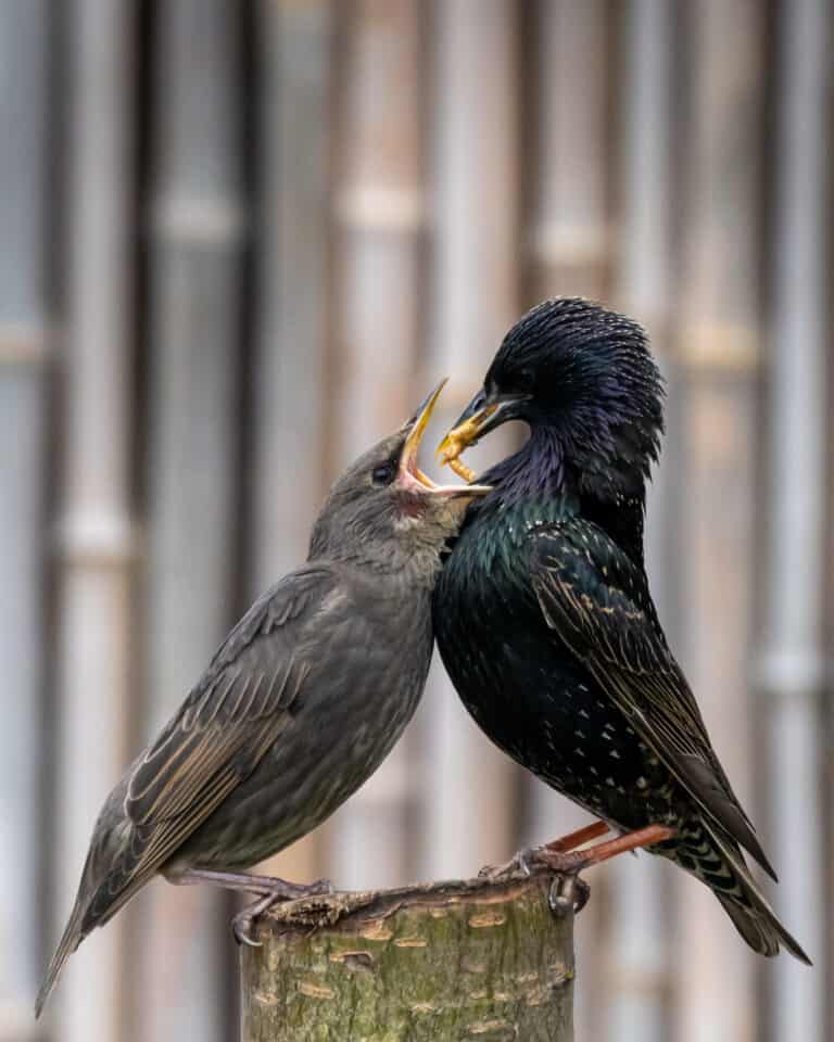 An adult starling feeding its fledgling