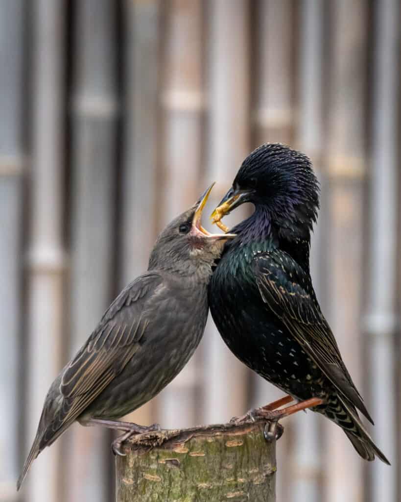An adult starling feeding its fledgling