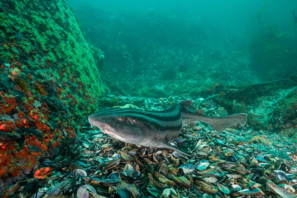 pyjama shark