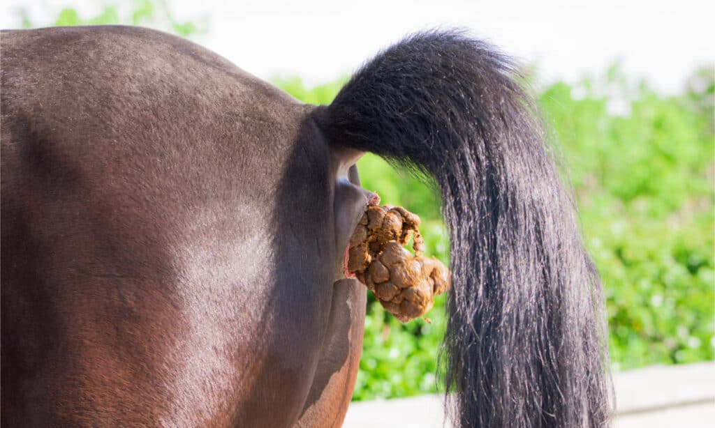 Horse Poop: Everything You've Ever Wanted to Know - AZ Animals