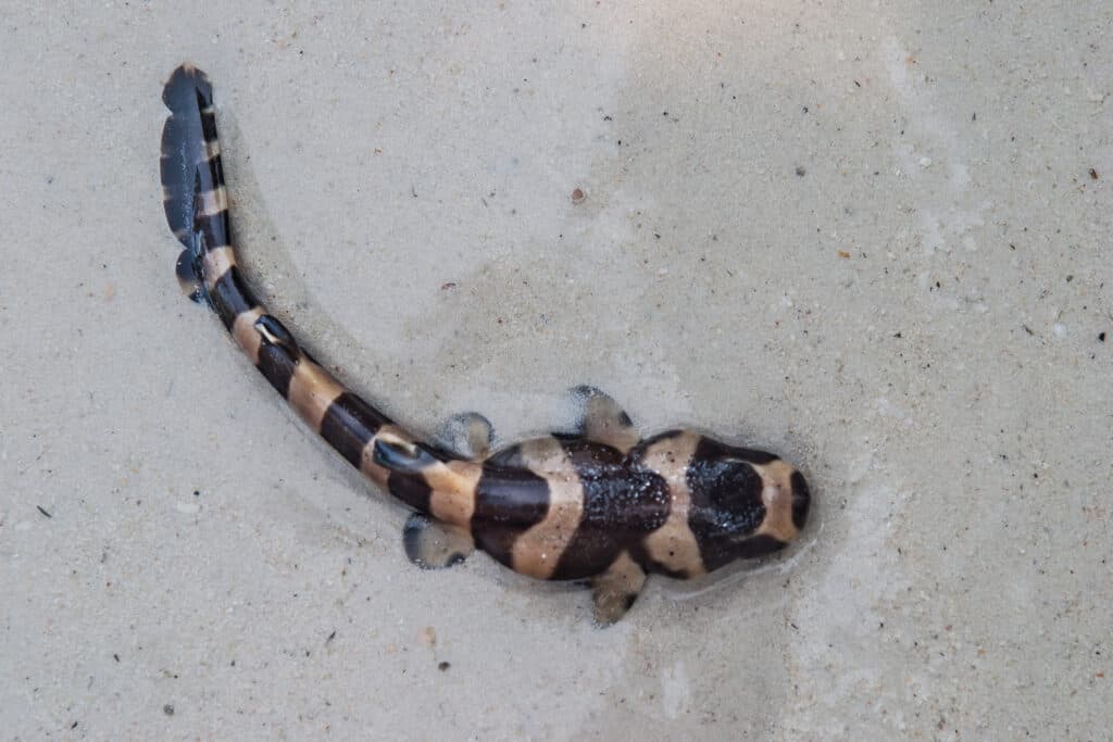 Juvenile bamboo shark stranded on a beach