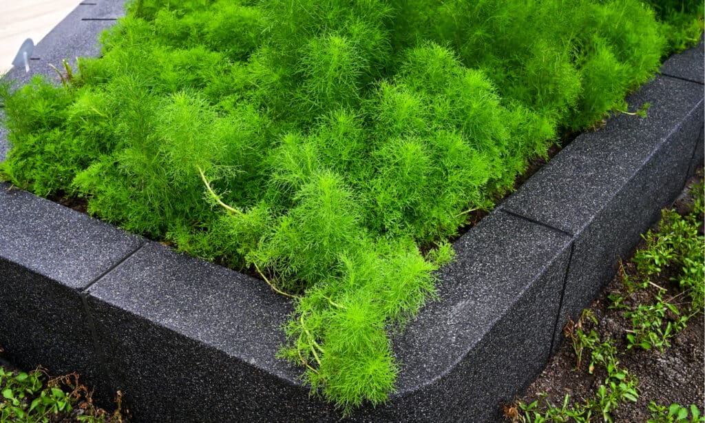 foxtail fern vs asparagus fern