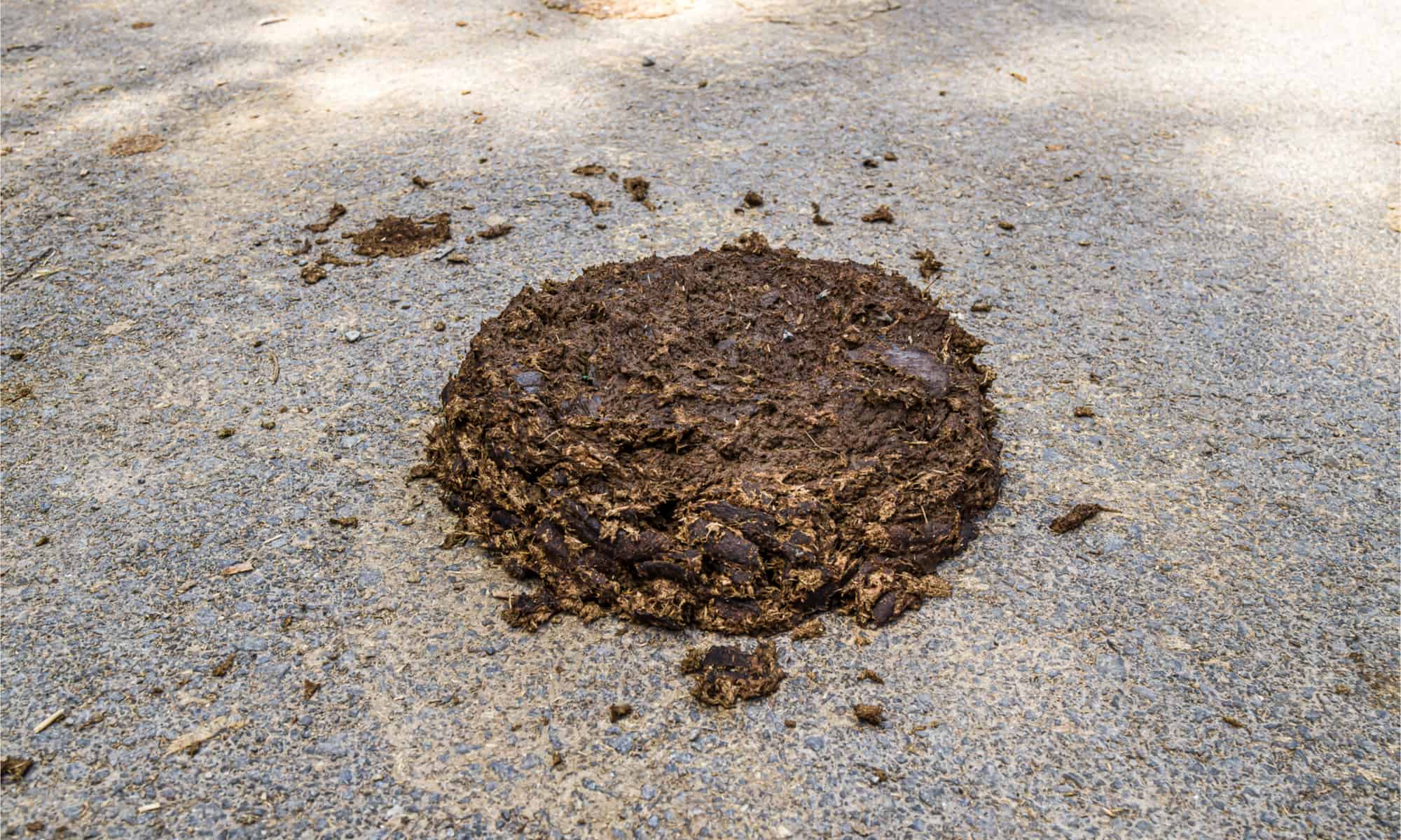 Cow Poop: Everything You've Ever Wanted to Know - Wiki Point