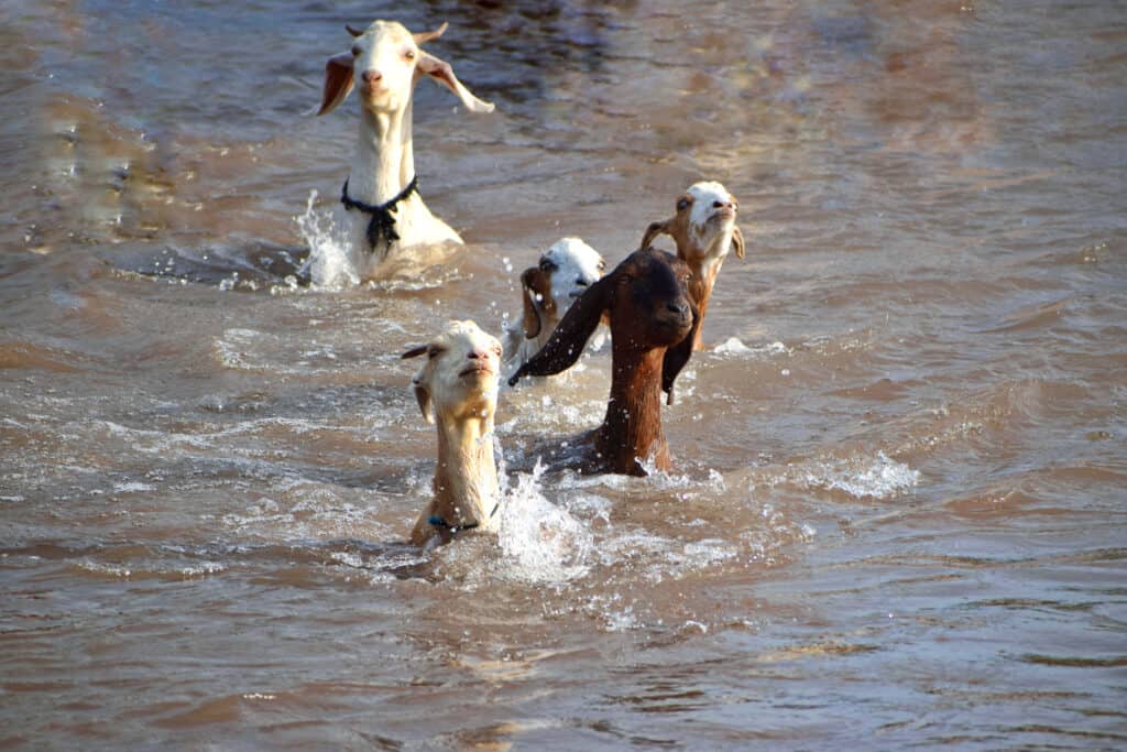 Can Goats Swim? - AZ Animals