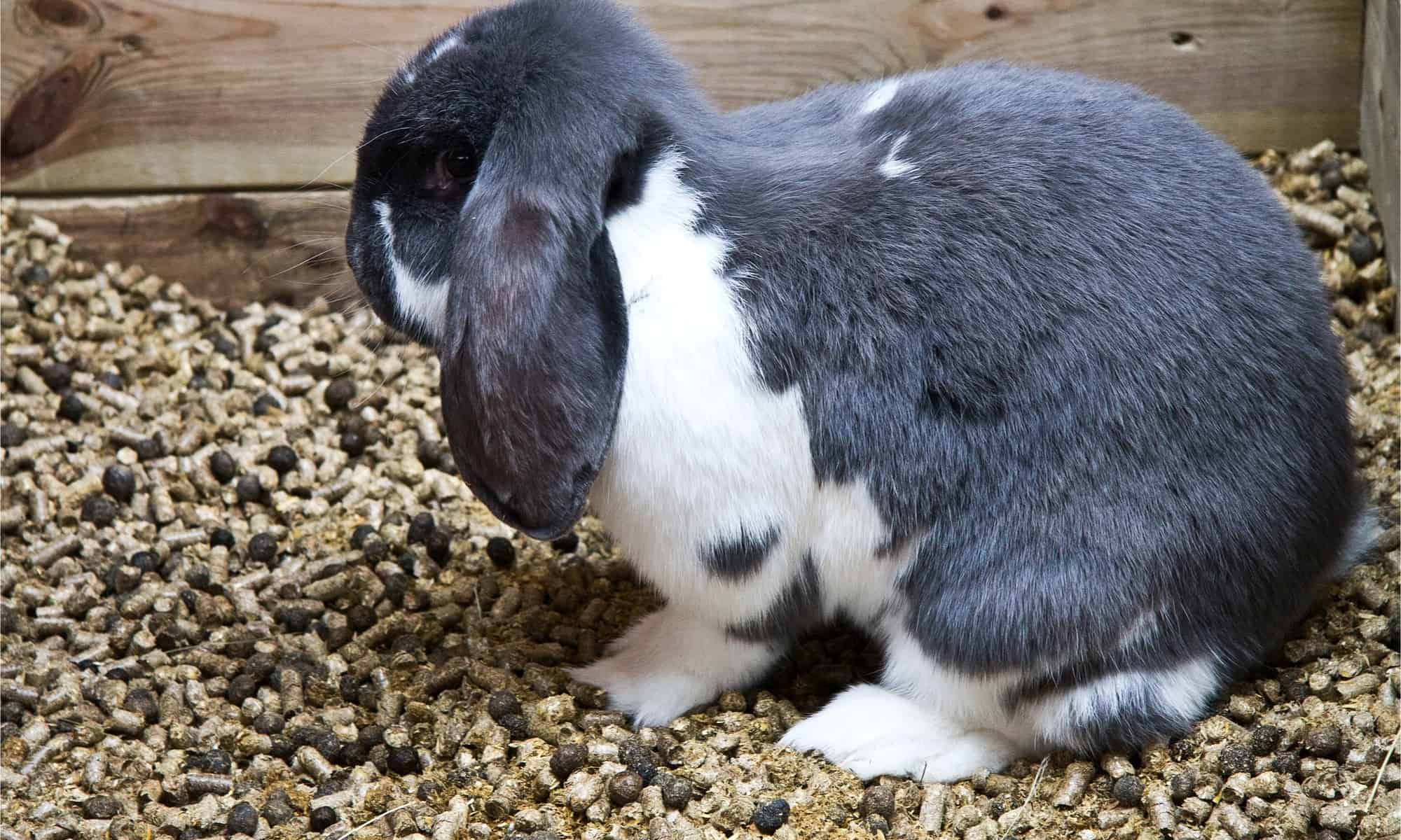 Фото какашки кролика