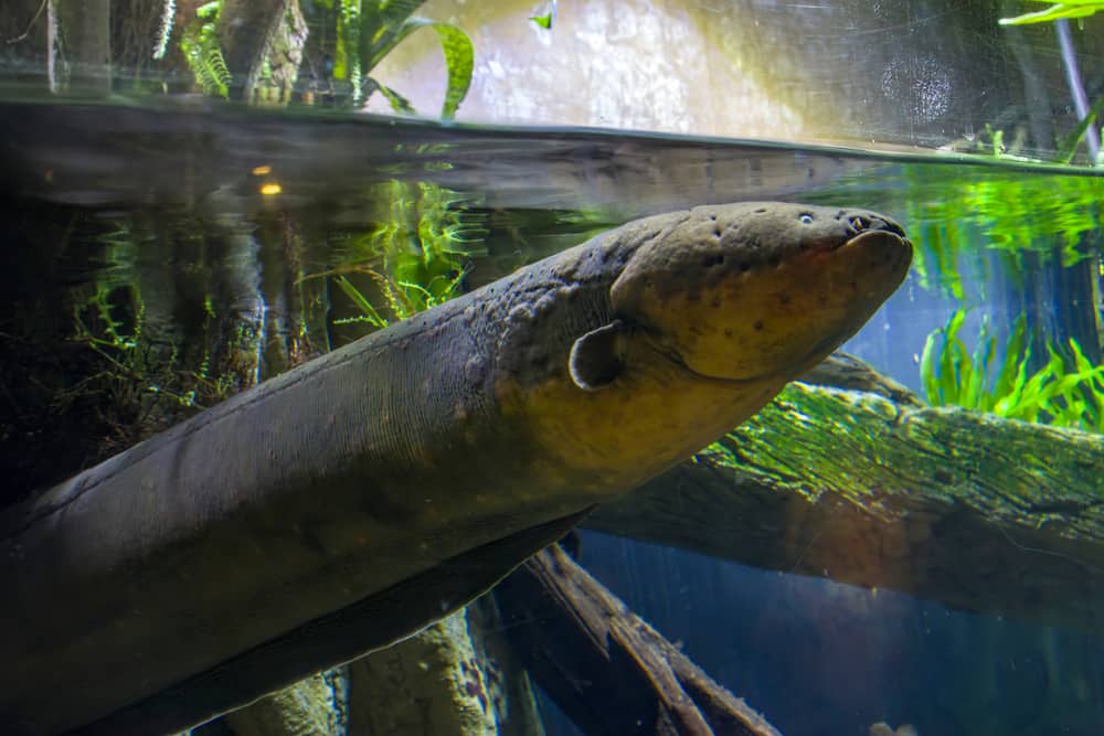 electric eel incredible facts