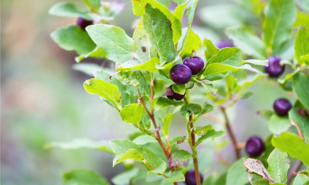 huckleberries vs blueberries