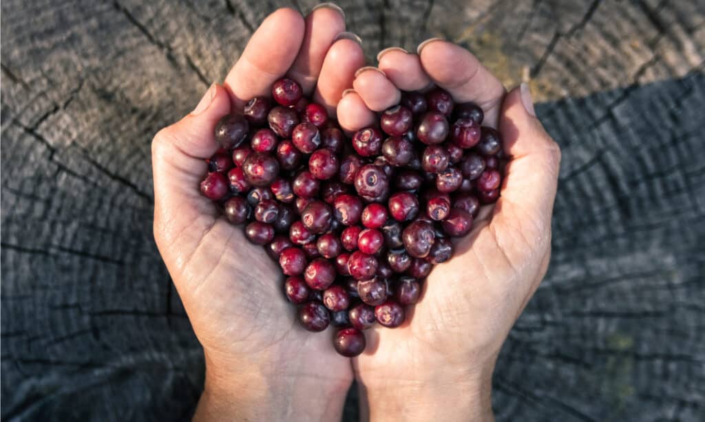 huckleberries vs blueberries