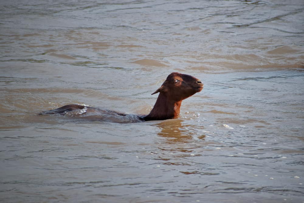 can goats swim?