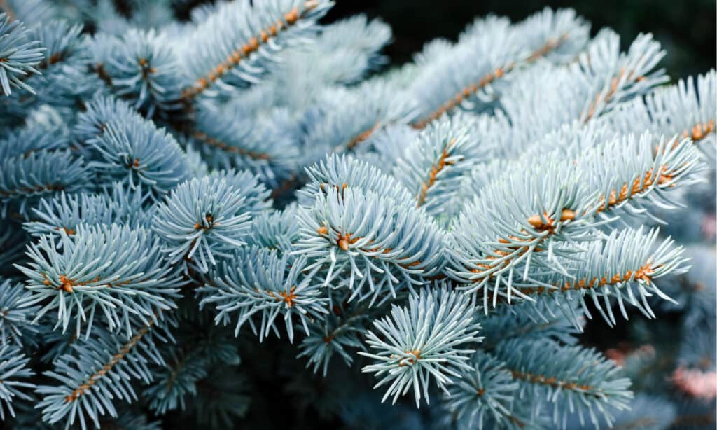 white spruce vs blue spruce