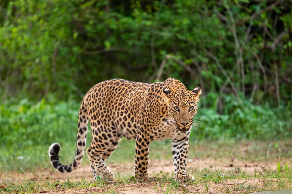 Male Indian leopard walking through a forest