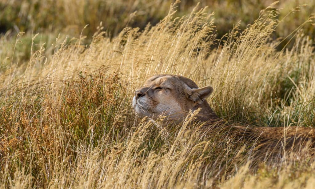 Mountain lion