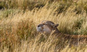 Are Mountain Lions Nocturnal? Where Do Mountain Lions Sleep Anyway? Picture
