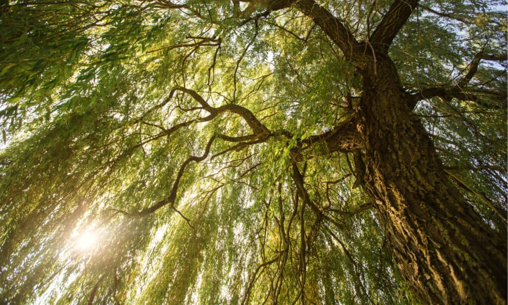 black willow vs weeping willow