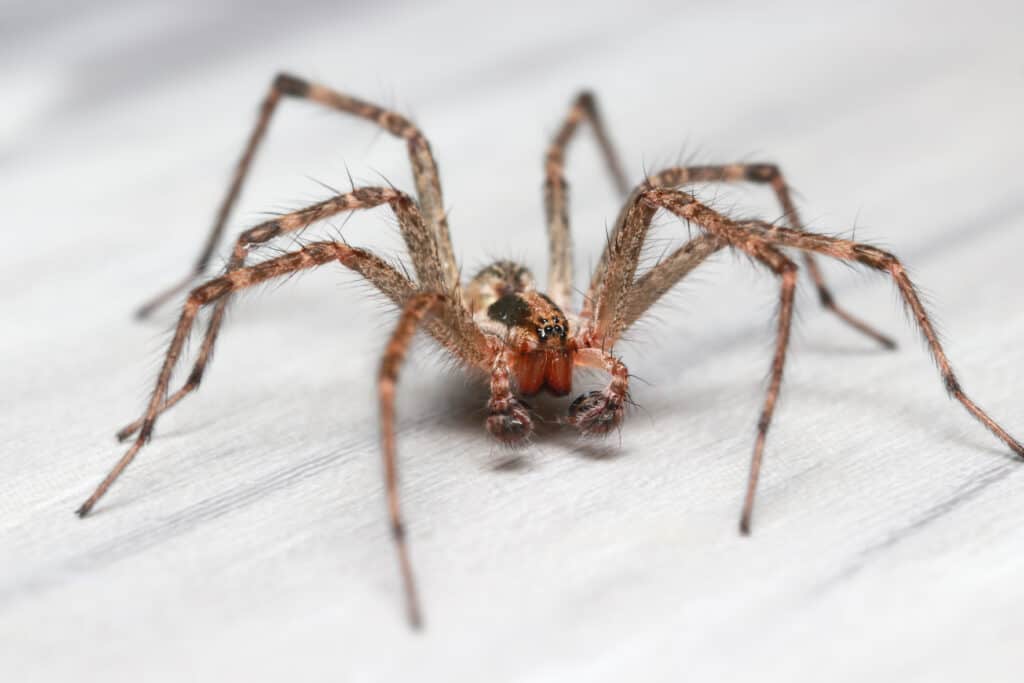 4. Hobo Spiders in Fort Worth