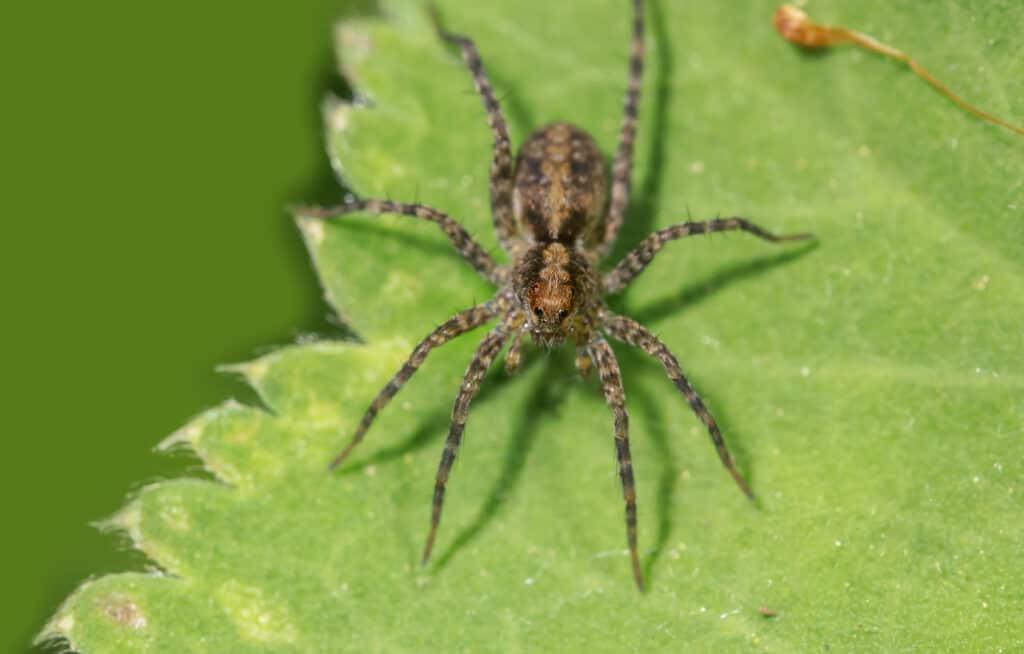 two striped ground spider