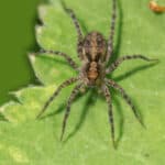 Hobo spider