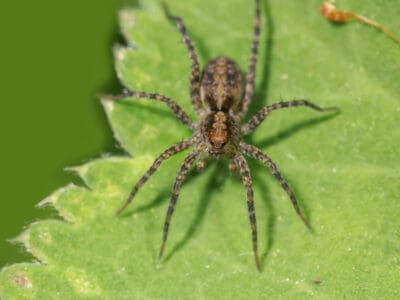 A Hobo Spider
