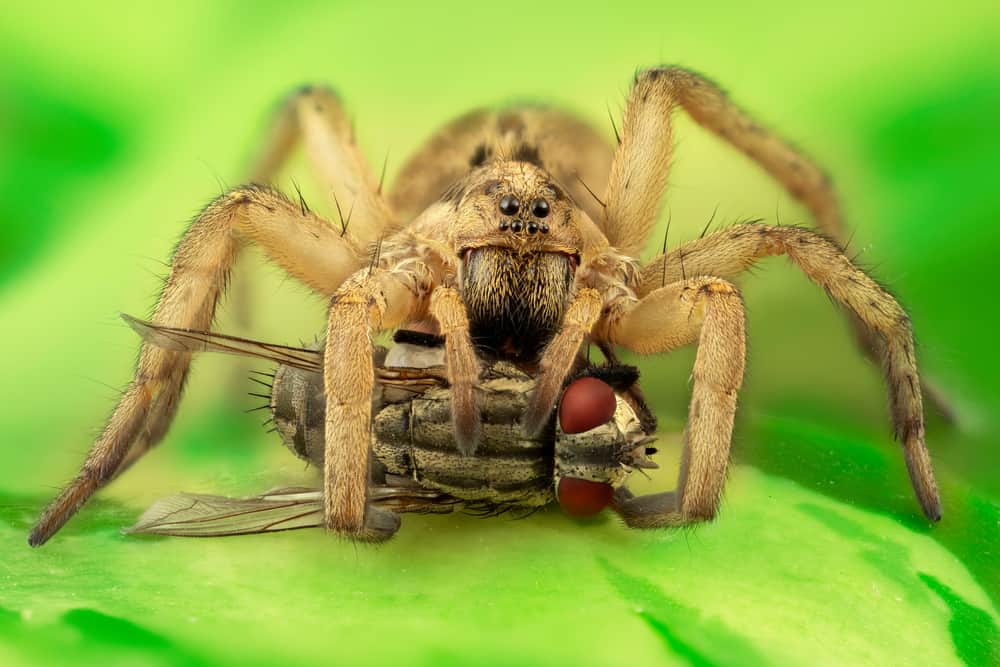 wolf spider with babies in pool