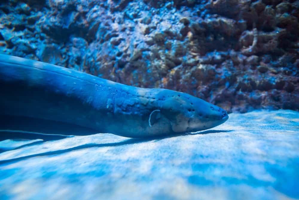 electric eel is faster vs. box jellyfish